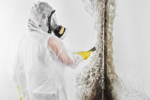 Best Commercial Mold Remediation in Sundown, TX