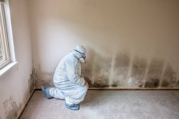 Best Health and Safety Mold Remediation in Sundown, TX