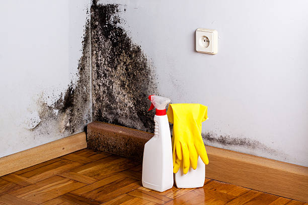Best Crawl Space Mold Remediation in Sundown, TX