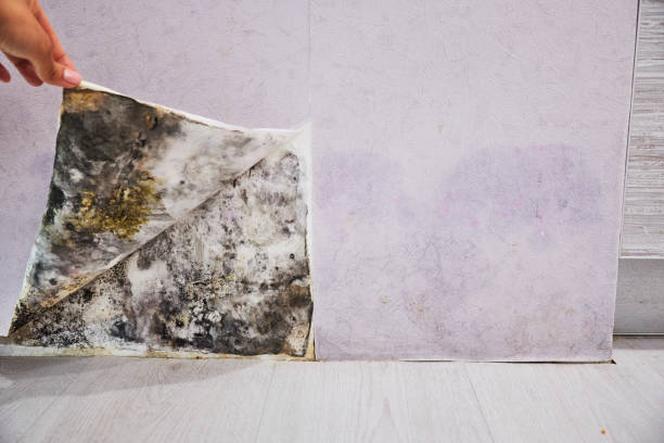 Best Kitchen Mold Remediation in Sundown, TX